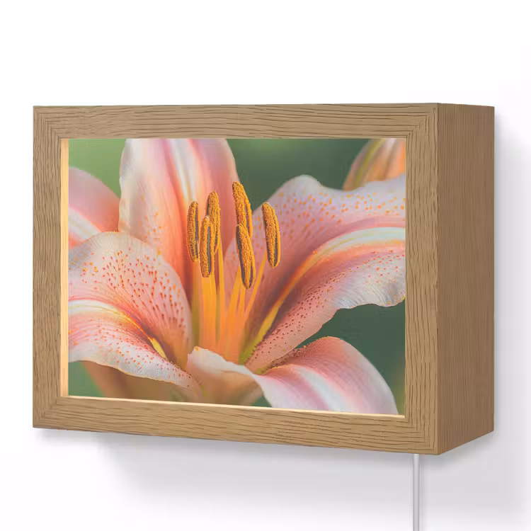 Lightbox - Wandlamp - Roze Lelie Close-up
