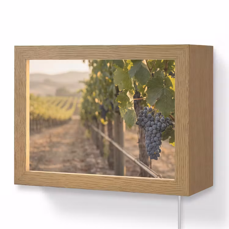 Lightbox - Wandlamp - Druiven - Wijngaard - Zonlicht