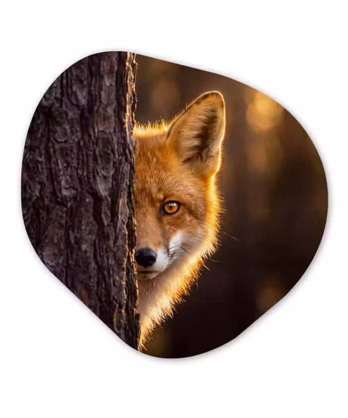 Organisch schilderij - Forex - Vos - Dieren - Licht