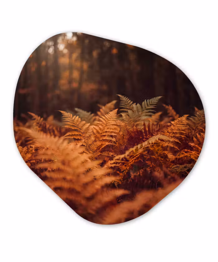 Organisch schilderij - Forex - Planten - Herfst - Bos