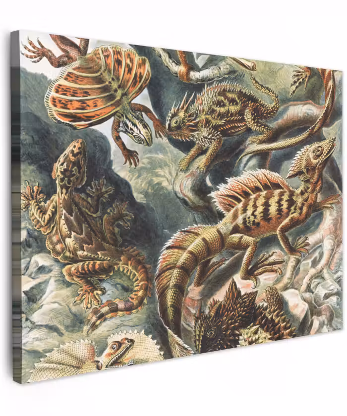Canvas schilderij - Vintage - Kunst - Ernst Haeckel - Salamanders - Dieren