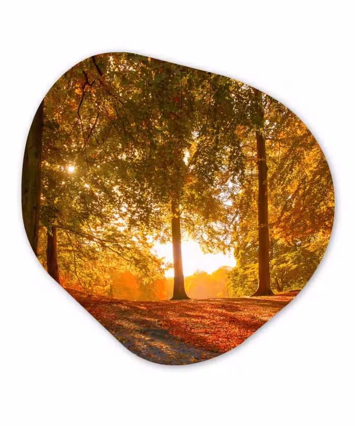 Organische Formen – Aluminium – Herfst - Licht - Bos