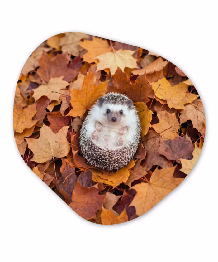 Organisch schilderij - Glas - Egel - Herfst - Dieren