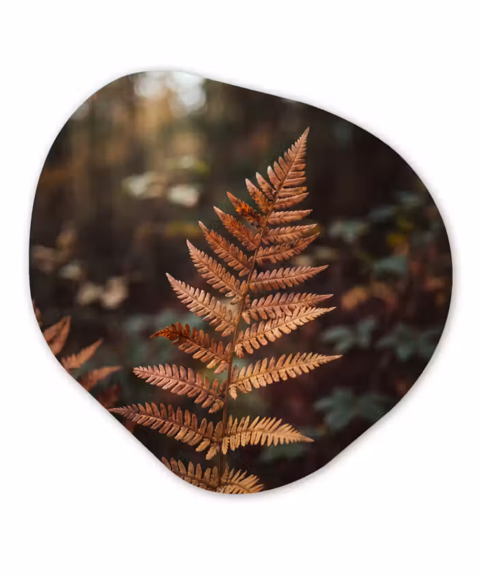 Organisch schilderij - Forex - Varen - Herfst - Natuur