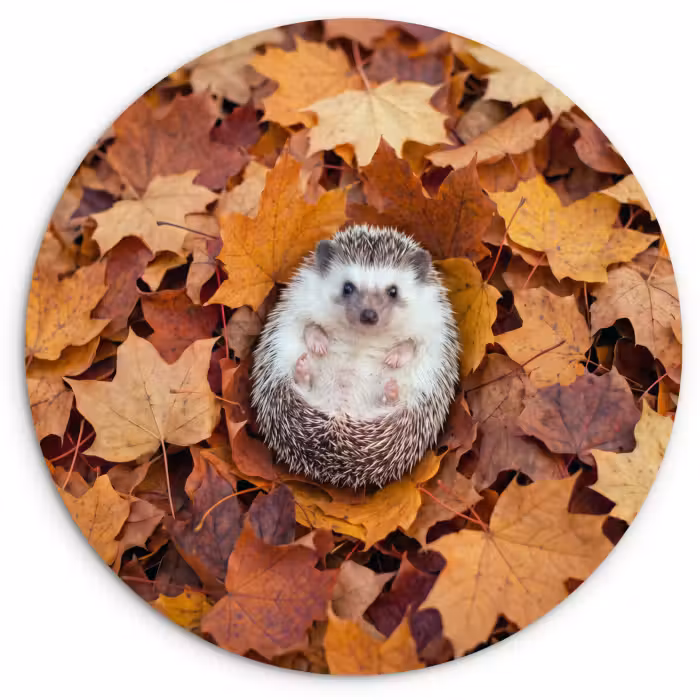 Wandcirkel - Glas - Egel - Herfst - Dieren
