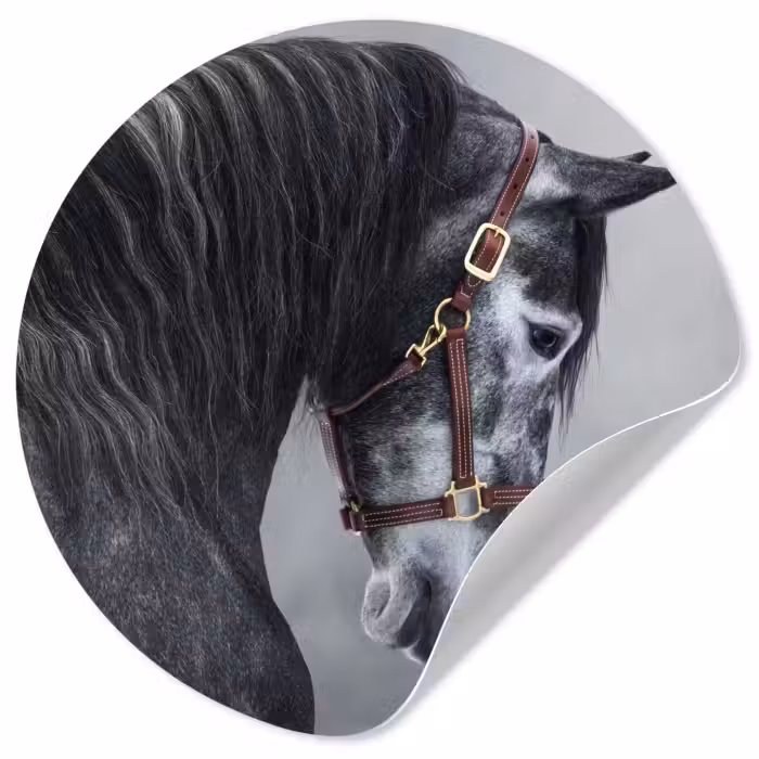 Behangcirkel - Paard - Grijs - Bruin - Dieren - Rook