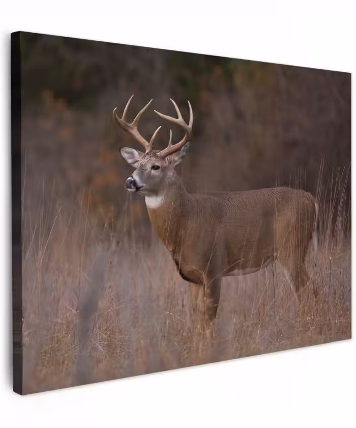 Canvas schilderij - Herfst - Hert - Gras - Natuur - Dieren