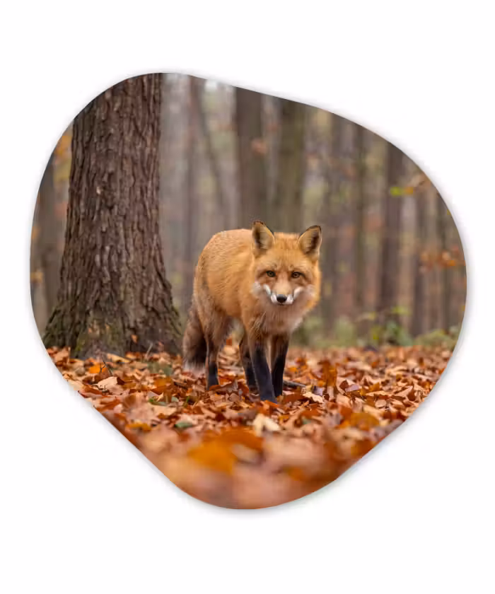 Organisch schilderij - Glas - Vos - Herfst - Bladeren