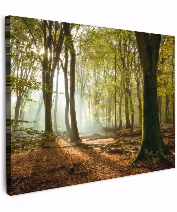 Canvas schilderij - Bos - Zon - Seizoenen - Landschap