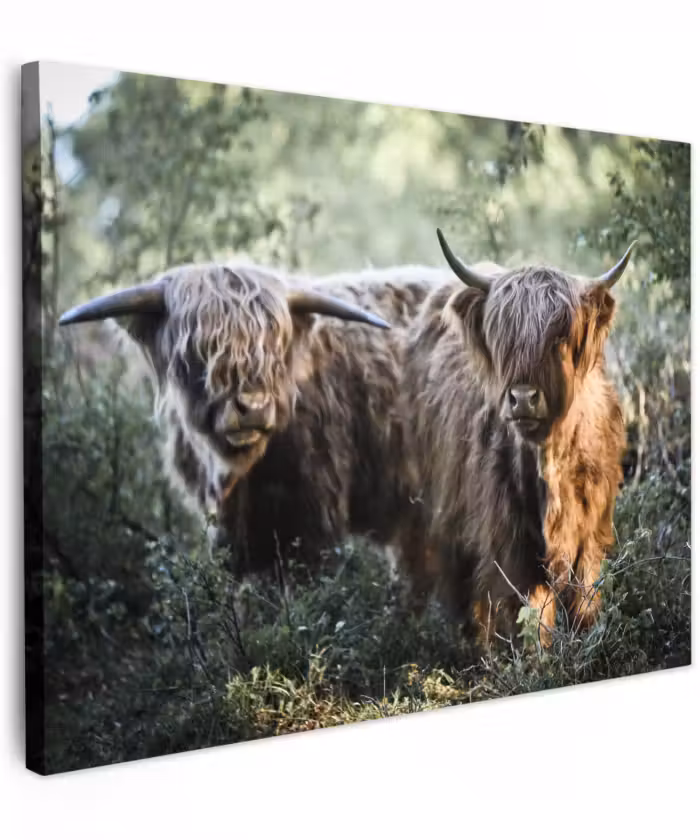 Canvas schilderij - Schotse Hooglanders - Bos - Dieren