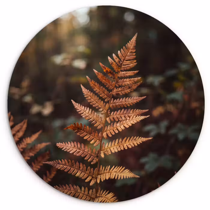 Wandcirkel - Glas - Varen - Herfst - Natuur
