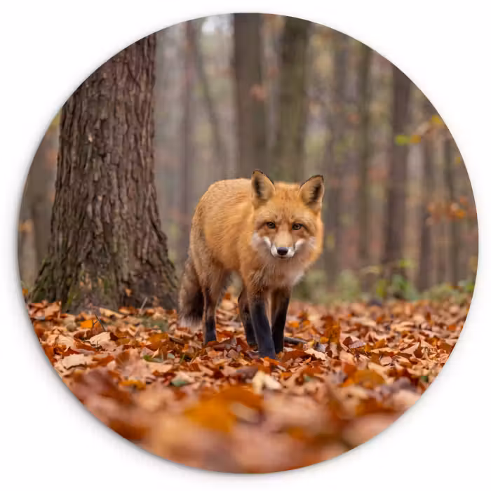 Wandcirkel - Glas - Vos - Herfst - Bladeren