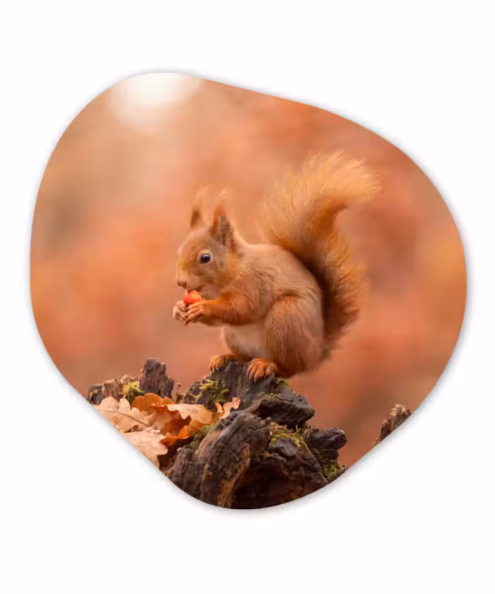 Organisch schilderij - Glas - Eekhoorn - Besje - Herfst