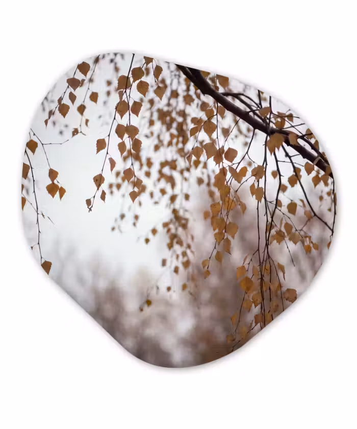 Organisch schilderij - Glas - Herfstblad - Natuur - Geel