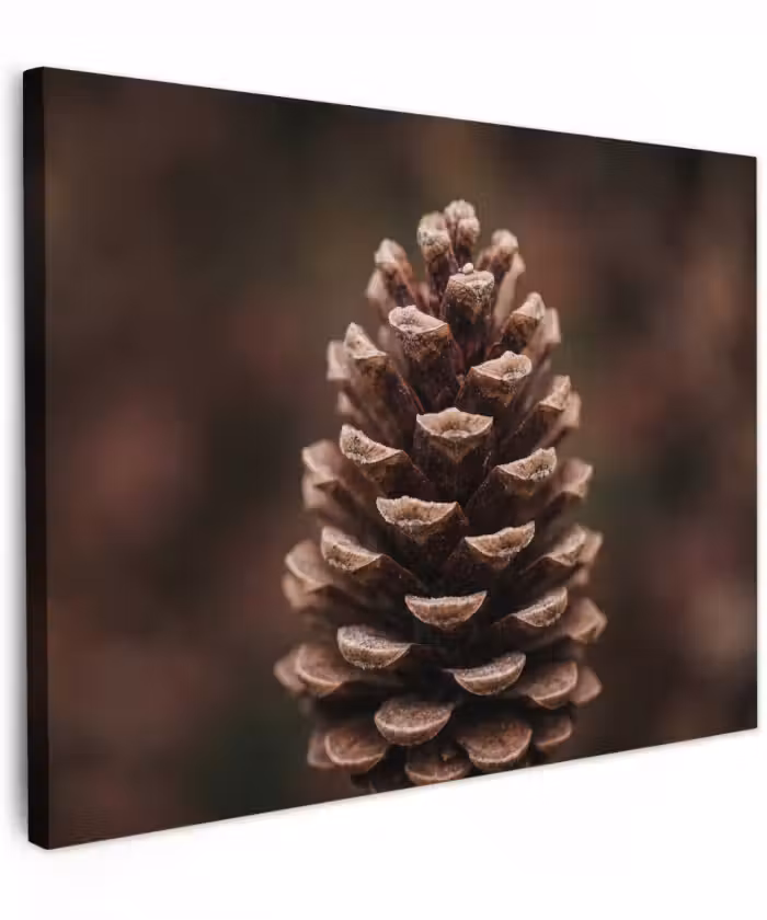 Canvas schilderij - Dennenappel - Bos - Herfst - Bruin - Sfeervol