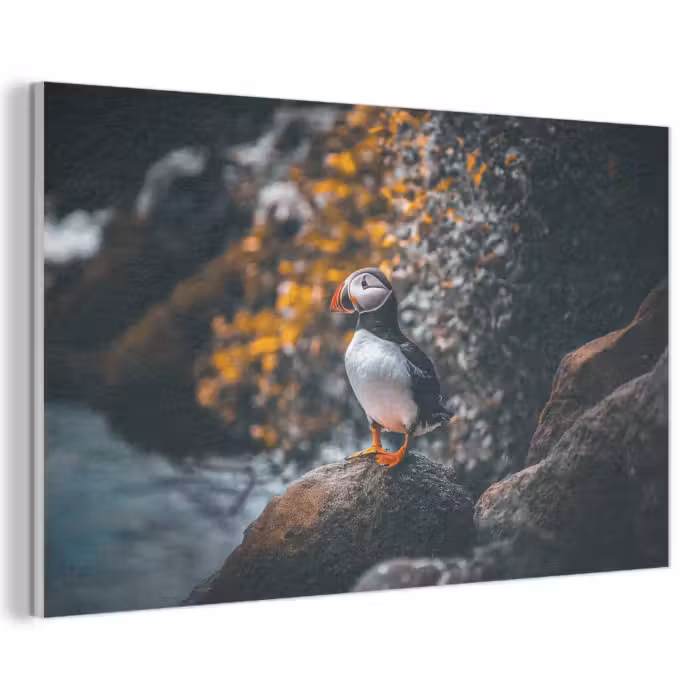 Akoestisch schilderij - Papegaai - Vogel - Rots - Wit