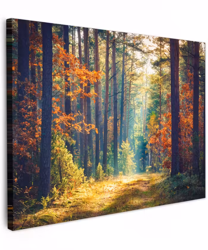 Canvas schilderij - Wald - Sonne - Natur - Herbst
