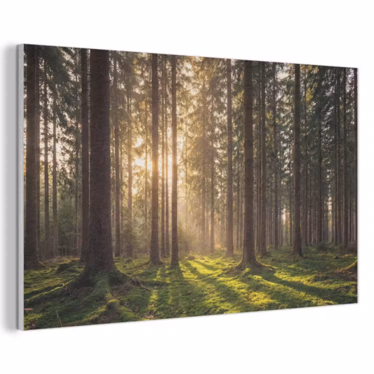 Akoestisch schilderij - Bos Zonlicht Mos