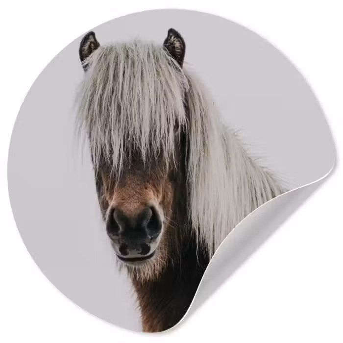 Behangcirkel - Paarden - Dieren - Portret - Bruin - Wit