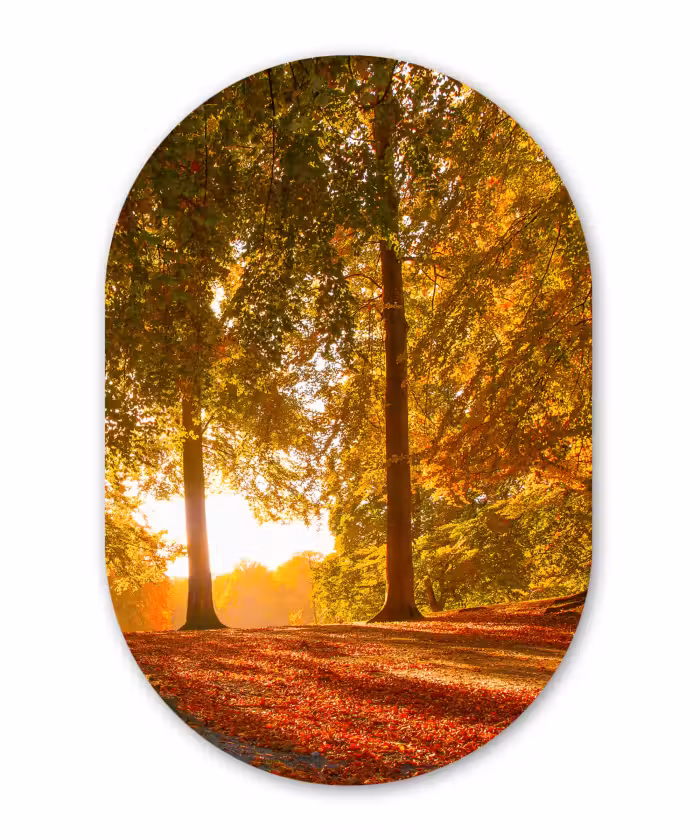 Muurovaal - Herfst - Licht - Bos