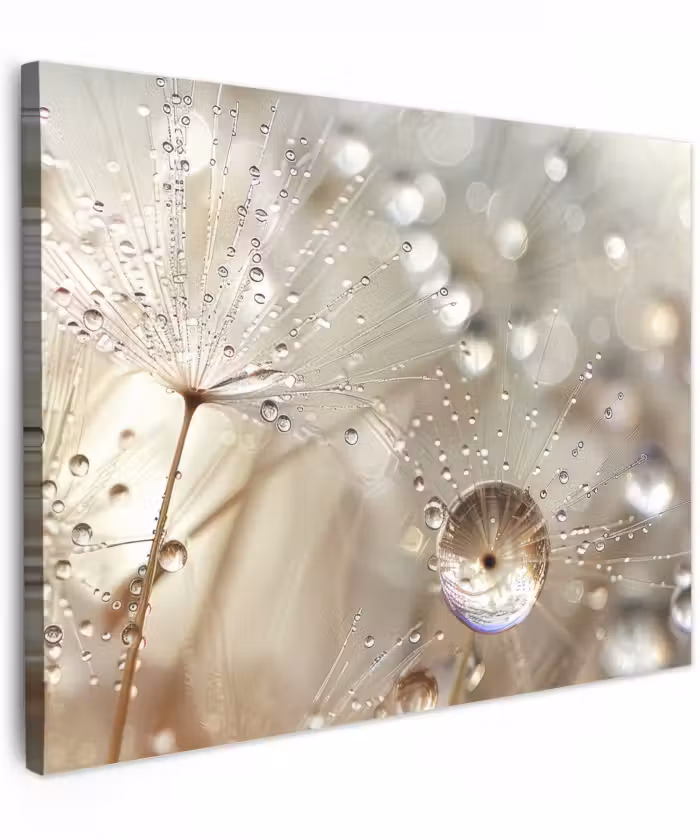 Canvas schilderij - Paardenbloem met Waterdruppels Beige