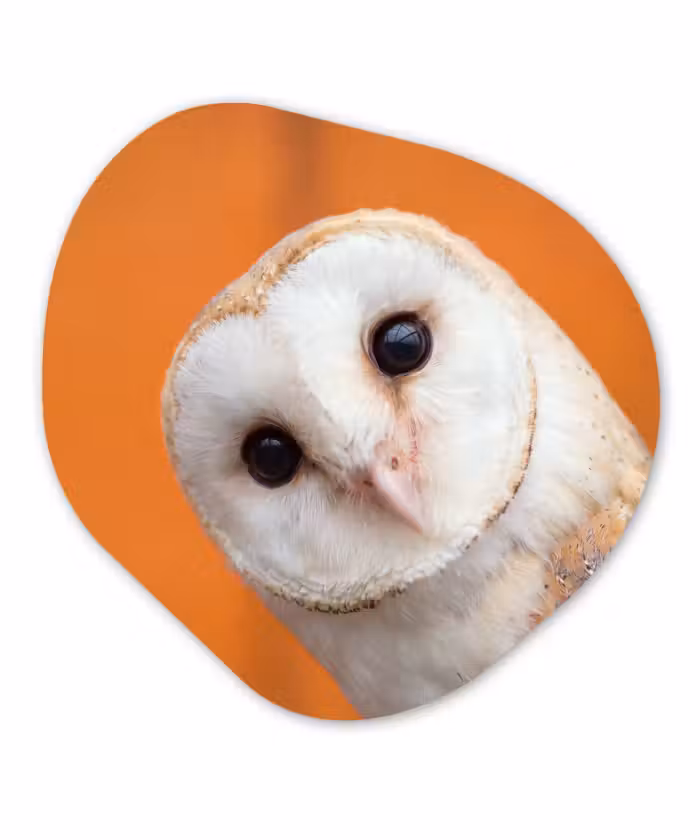 Organisch schilderij - Forex - Vogel - Dieren - Close-up