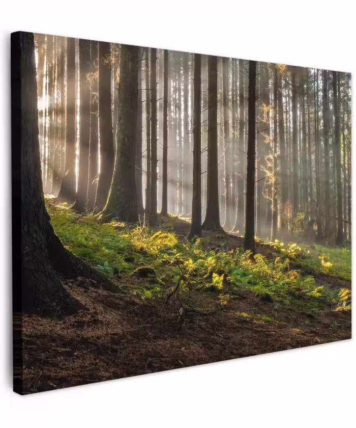 Canvas schilderij - Zon - Takken - Bomen - Bos - Natuur