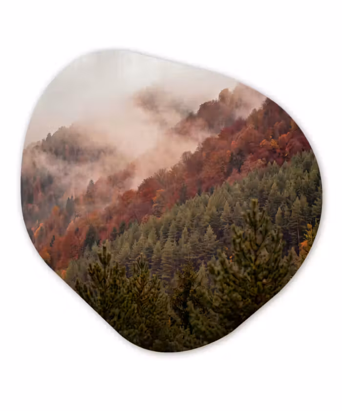 Organisch schilderij - Glas - Bos - Mist - Natuur